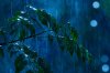 view-rain.jpg