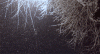 large.gif