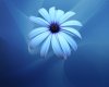 Blue_Flower_Wallpaper_by_Sarman.jpg