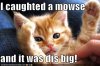 funny-pictures-kitten-tells-mouse-story.jpg