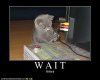 funny-pictures-kitten-will-fix-it.jpg