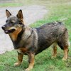 swedish-vallhund_ph.jpg