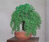 bonsai di perline.jpg