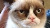 grumpycat.jpg