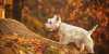 o-DOG-IN-FALL-LEAVES-facebook.jpg