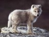 baby-wolf_1.jpg