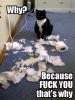 lolcats-why-because-fuck-you-that-s-why.jpg