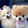 Pomeranian-Wallpapers-3.jpg