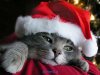 christmas-funny-cat-wallpaper.jpg