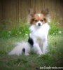 2845-papillon-42.jpg