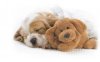 Cute-Dogs-Sleeping.jpg
