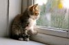 cat-in-the-rain-26.jpg