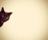 blackkitty.jpg