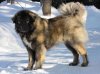 caucasian-shepherd-dog.jpg