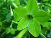 green flower free desktop wallpapers.jpg