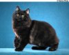 black-cat-names.jpg