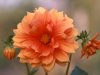 orange-dahlia.jpg