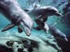 dolphins-1920x2560.jpg