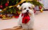 Best-Dog-HD-CHristmas-Wallpapers.jpg