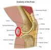 knee.jpg