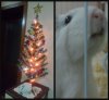 Ribbet collage.jpg