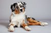 mini-australian-shepherd-56bc4d12-7a97-475e-82b0-8602a4fb2480.jpg