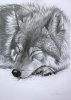 sleeping-wolf-lucy-swinburne.jpg