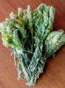 Sideritis_scardica_IMG_4653.jpg