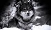 wolf.jpg
