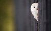 white_owl_2-wide.jpg