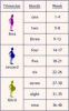 pregnancy_duration_in_weeks_months_and_trimester-187x3001.png