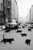 black-cat-cats-grunge-hip-Favim.com-1145763.jpg