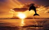 Dolphin-Sunset-HD-Wallpaper.jpg