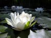 lotus flower.JPG