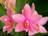 orchid-flower-pictures.jpg