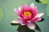 lotus-flower-II.jpg