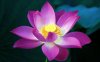 lotus-flower-image-download1.jpg