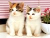 wallpapers_sweet_cats_cute_kittens_pets_loving_animals.jpg