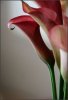 burgundy_calla_2_by_Cheshire118.jpg