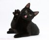21681-Black-cat-white-background.jpg