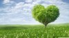 love_tree_2-wallpaper-1366x768.jpg