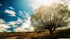 lonely_tree_in_the_field-wallpaper-1366x768.jpg