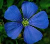 names-of-blue-flowers-with-pictures.jpg