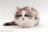 15707-Cute-fluffy-silver-tortoiseshell-kitten-white-background.jpg