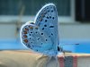 Beautiful-butterfly_beautiful-butterfly.jpg