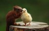 20-cute-animal-friendship.jpg