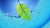 Green-Leaf-Under-Water-wallpaper-1024x576.jpg