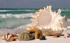 beach-seashells-1280x800.jpg