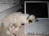 tired-cat-2.jpg