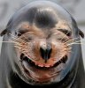 Funny-Seal-15.jpg